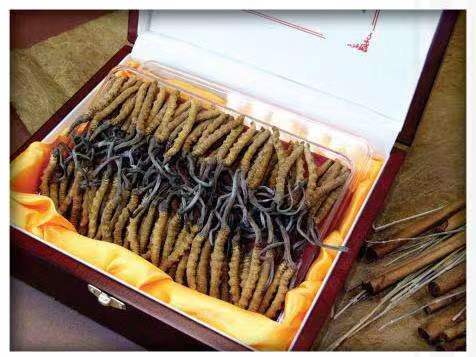 海头镇冬虫夏草回收